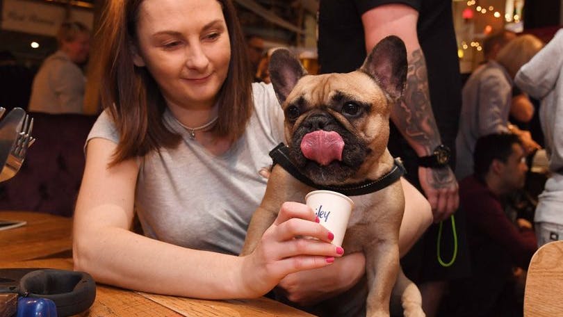 Pug and Frenchie Pup Up Cafes are coming to Bristol and they look adorable