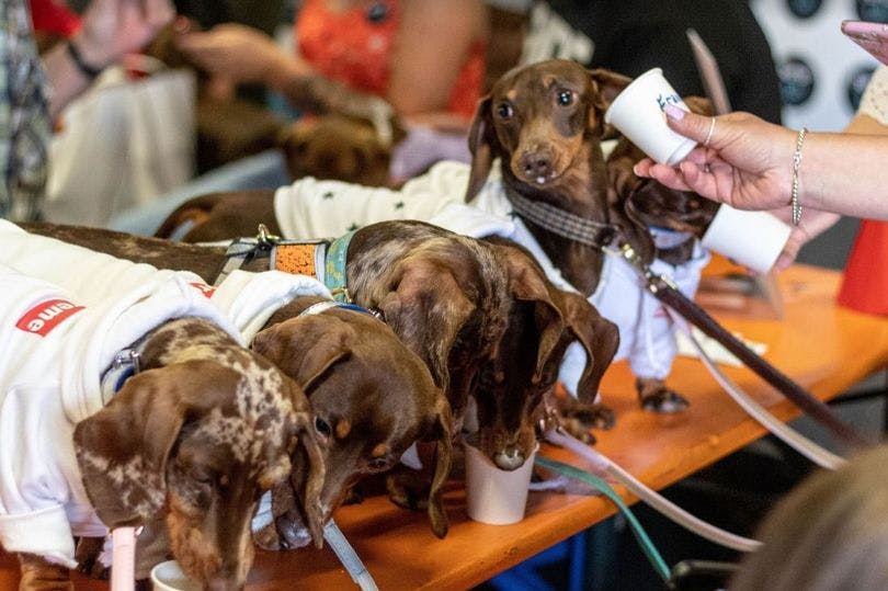 Hundreds of sausage dogs set to descend on town centre
