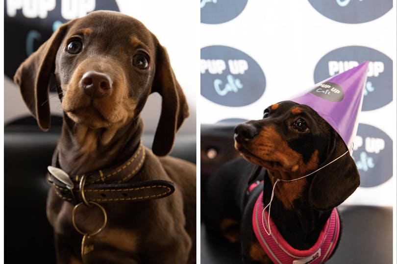 Hundreds of adorable sausage dogs coming to Glasgow city centre for Pup Up Cafe