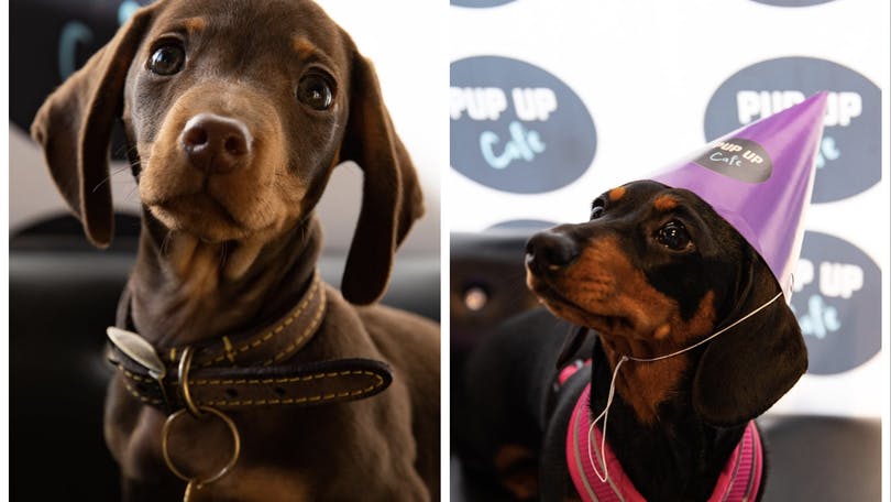 Hundreds of adorable sausage dogs coming to Glasgow city centre for Pup Up Cafe