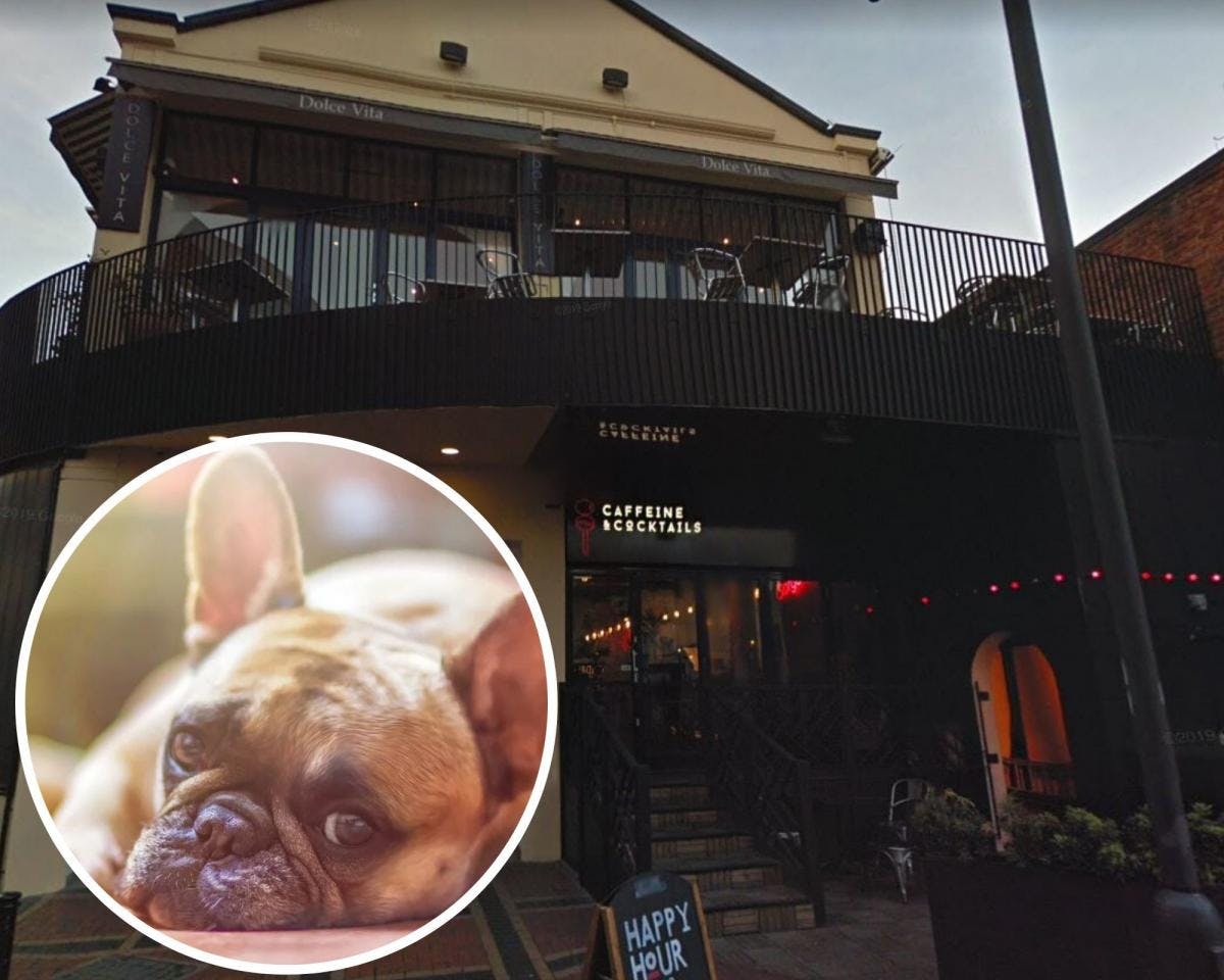 Reading’s Caffeine and Cocktails to host ‘Bulldog Brunch’