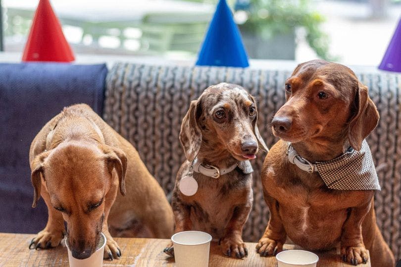 A dog café is coming to Liverpool with ball pits, fancy dress and puppuccinos