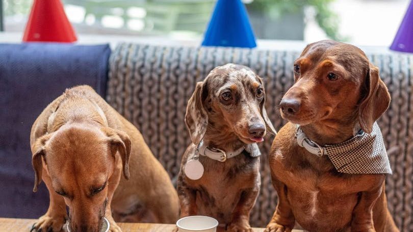 Adorable dachshund pop-up cafe full of cute sausage dogs coming to Manchester