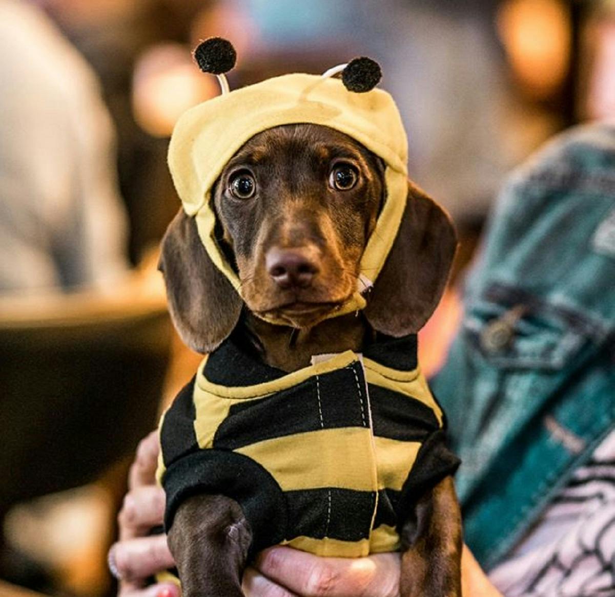 A cafe full of cute sausage dogs is coming to Manchester this month – a Pup Up Cafe!