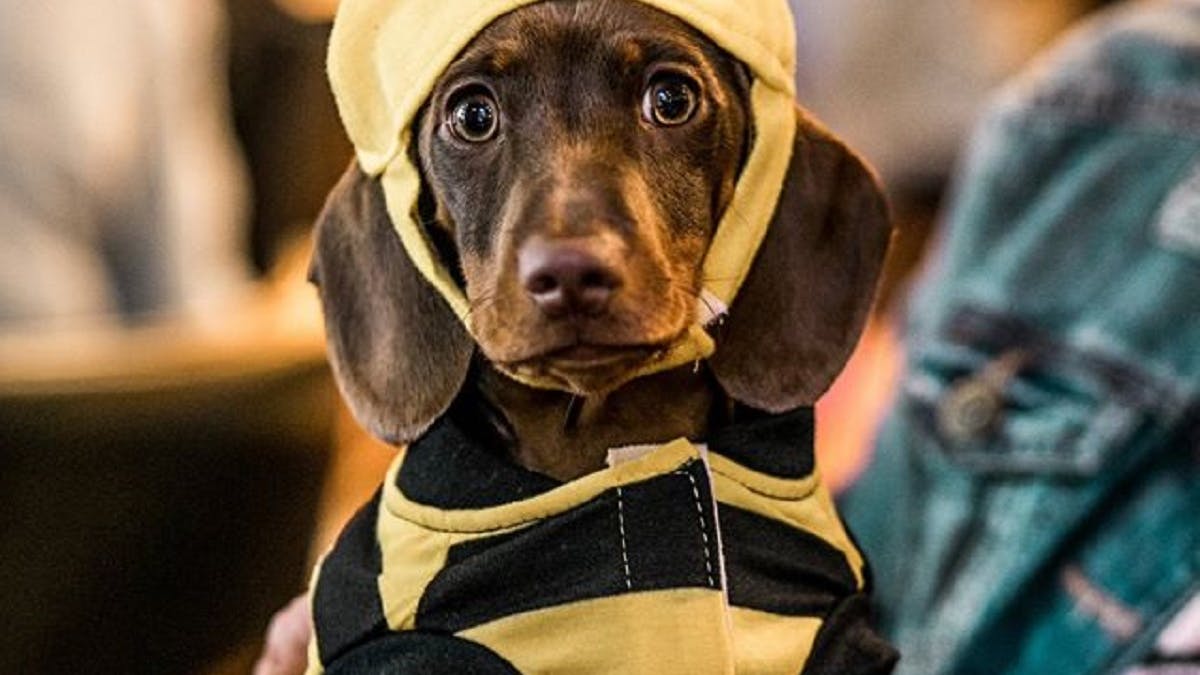 A cafe full of cute sausage dogs is coming to Manchester this month – a Pup Up Cafe!