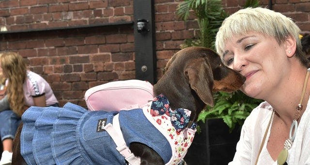 A ‘Pup Up’ cafe just for sausage dogs is coming to Leeds – how to buy tickets