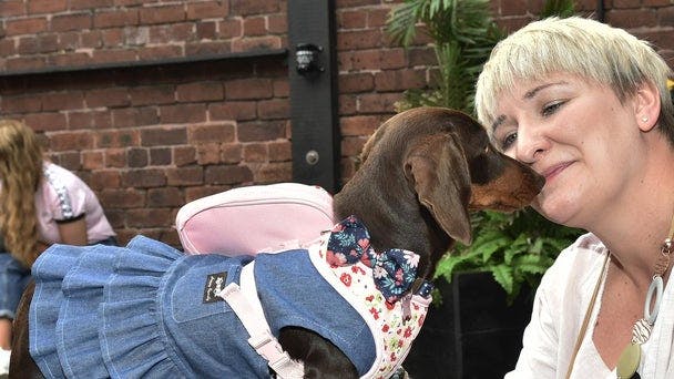A ‘Pup Up’ cafe just for sausage dogs is coming to Leeds – how to buy tickets