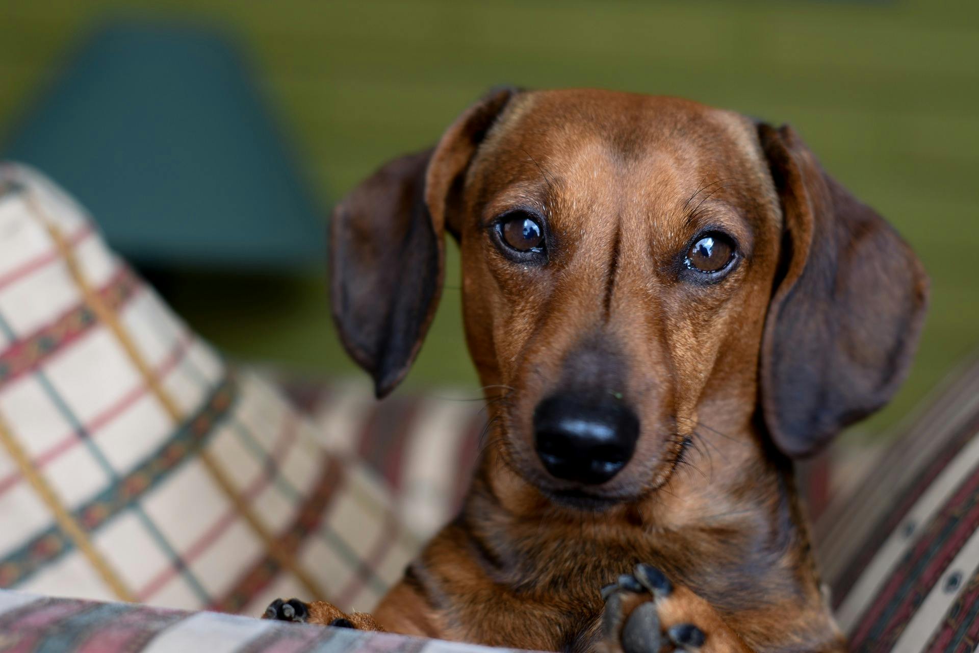 Pup Up Cafe: Dachshund Edtion comes to Manchester