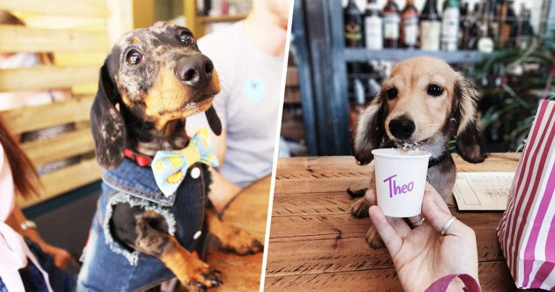 A Pup Up Cafe for dachshunds is coming to Manchester next month
