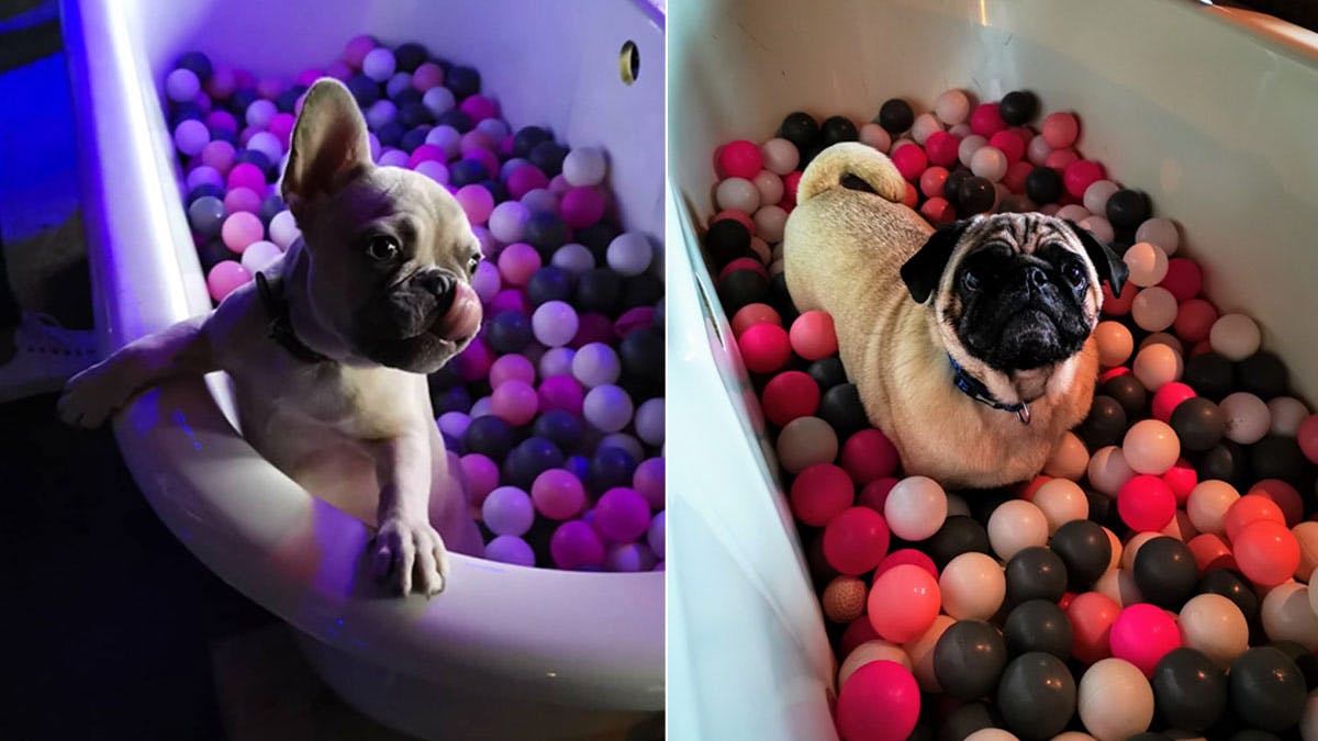 THERE’S A POP UP PUG & FRENCHIE EVENT COMING TO BRISTOL