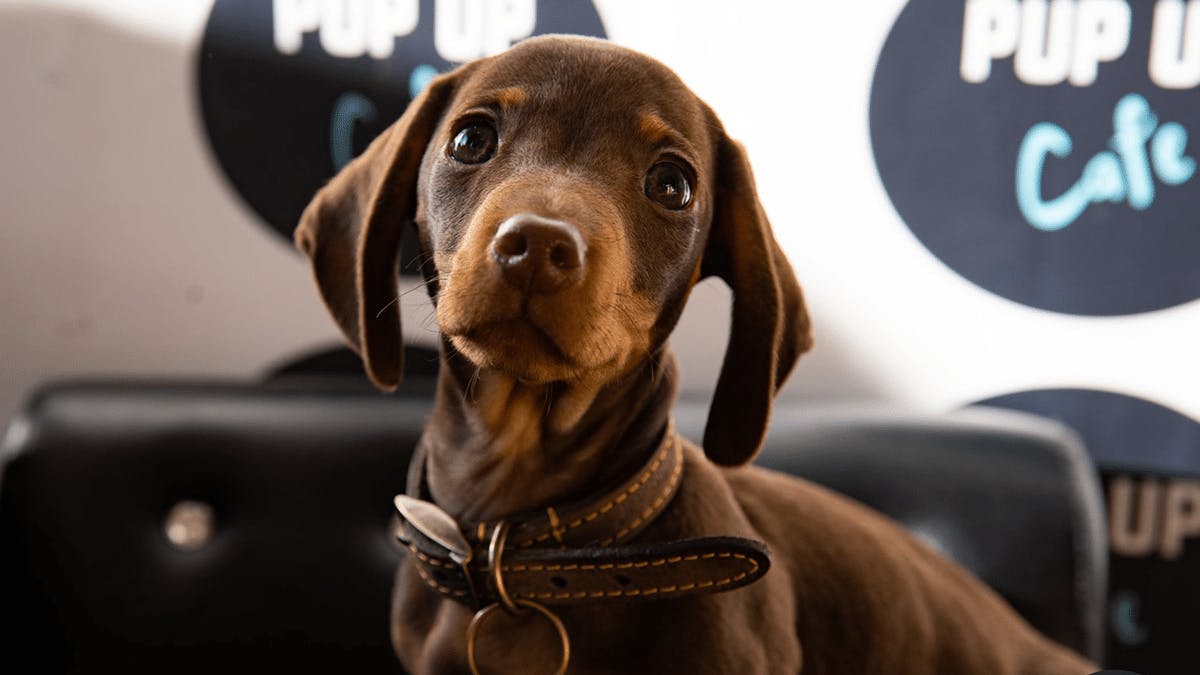 A Sausage Dog Cafe Where You Can Cuddle Pups Is Opening This Month