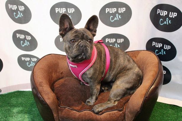 Pup Up Cafe for Pugs and French Bulldogs comes to York