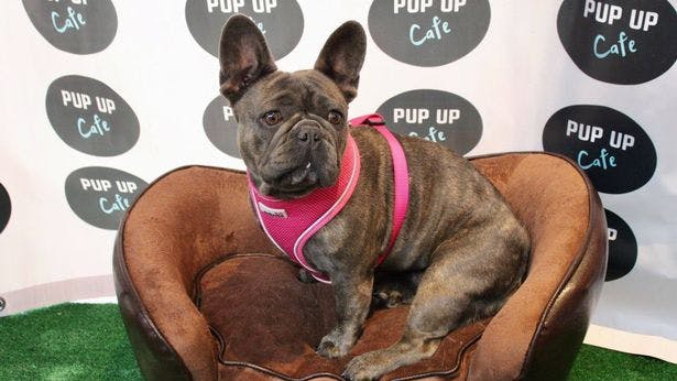 Pup Up Cafe for Pugs and French Bulldogs comes to York