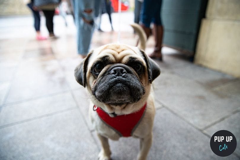 Pug and Frenchie pop up dog cafes coming to Cardiff this month