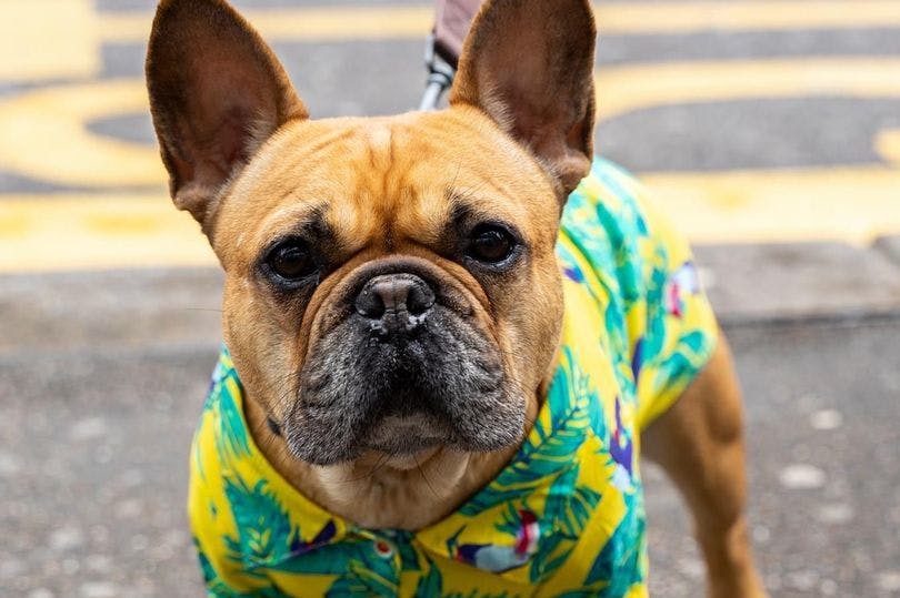 Dog cafe for Pugs and Frenchies to pop up in Bristol this weekend