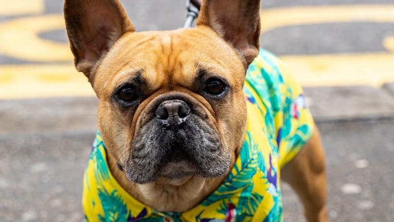 Dog cafe for Pugs and Frenchies to pop up in Bristol this weekend