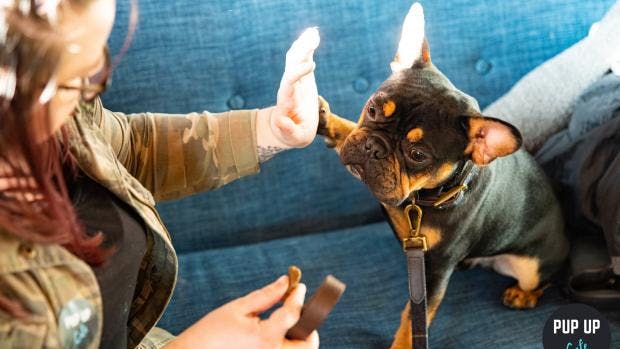 How to buy tickets for York’s Pug and Frenchie ‘Pup’ Up Cafe!