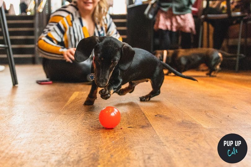 Dachshund Pup Up Cafe coming to Nottingham bar