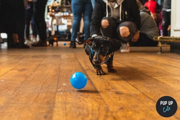 A Pop-up sausage dog cafe is coming to Digbeth
