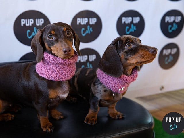 Sheffield to host Dachshund ‘Pup Up Cafe’!
