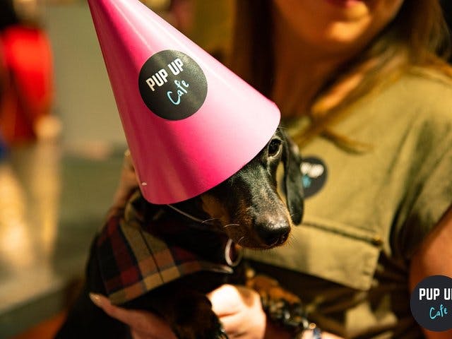Sheffield cocktail bar hosting special party – for dozens of sausage dogs!