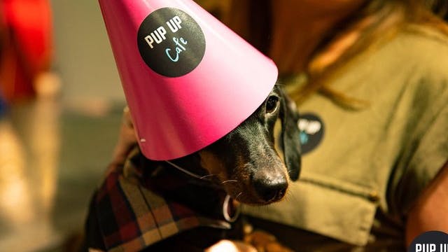 Sheffield cocktail bar hosting special party – for dozens of sausage dogs!