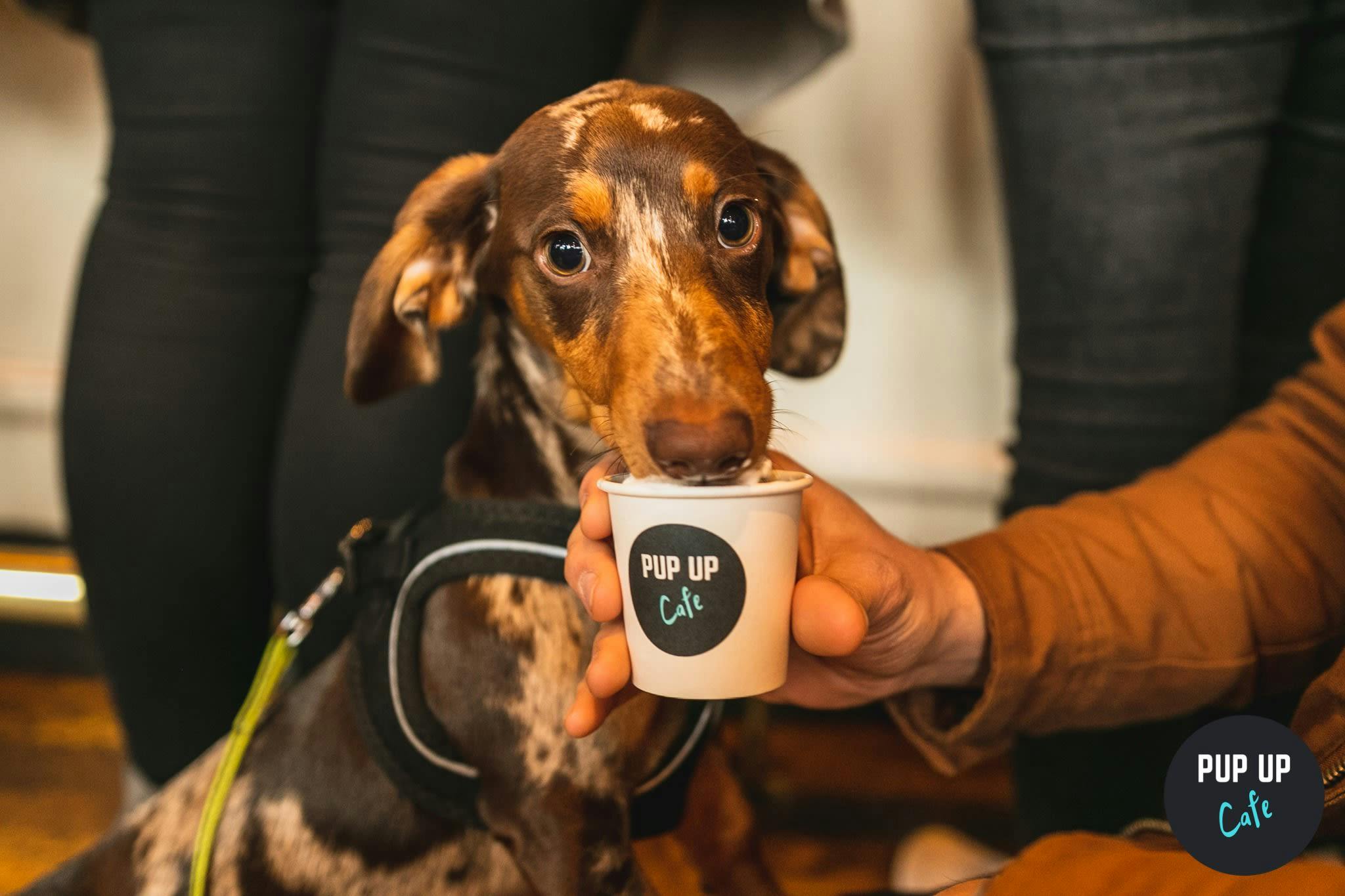 A sausage dog cafe could be coming to a place near you!