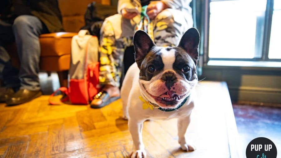 Perfect Pups: All about Pup Up Cafe