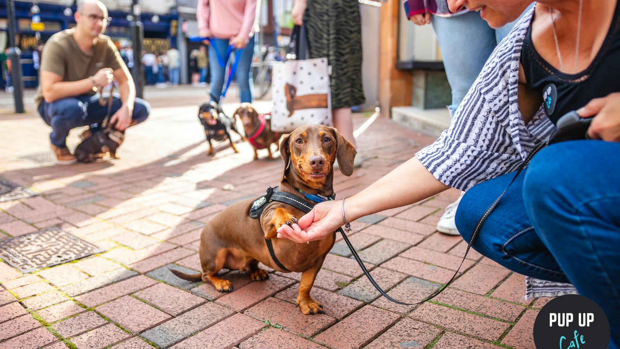 Pup Up Cafe™ brings 300+ Dachshunds to Glasgow bar!