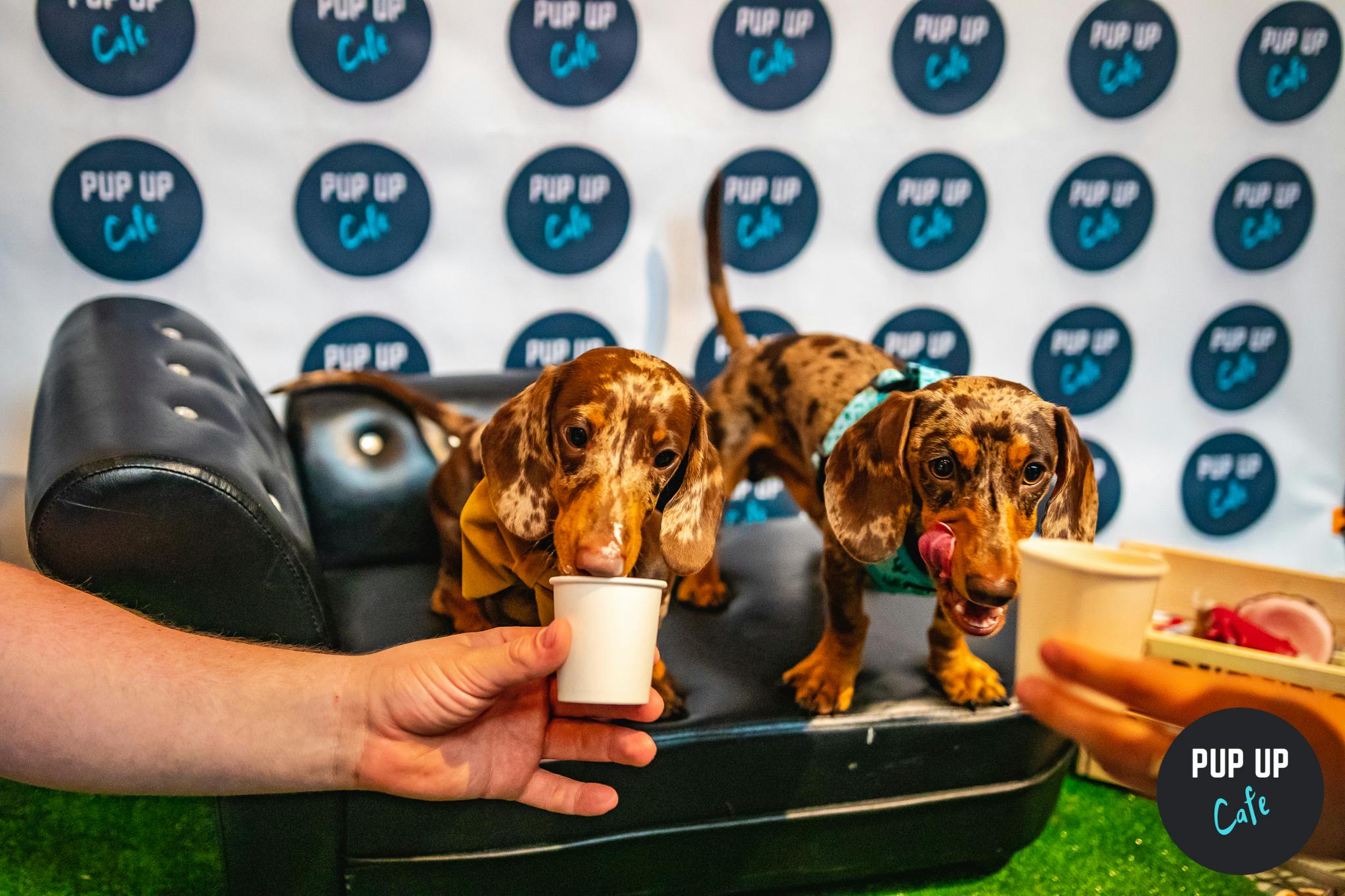 Glasgow bar to host ‘pup-up’ cafe for Dachshunds