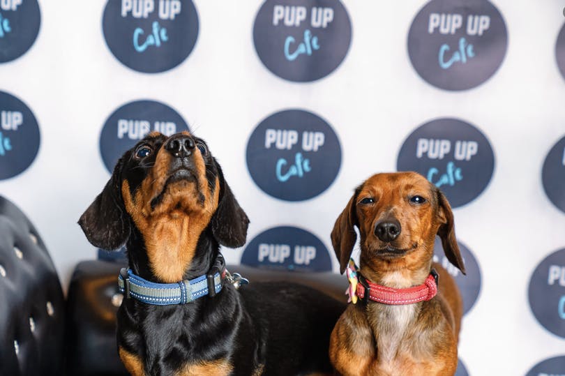 GLASGOW DACHSHUND PUP UP CAFE RETURNS FOR 2022!