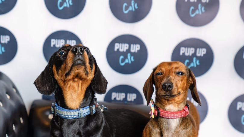 GLASGOW DACHSHUND PUP UP CAFE RETURNS FOR 2022!