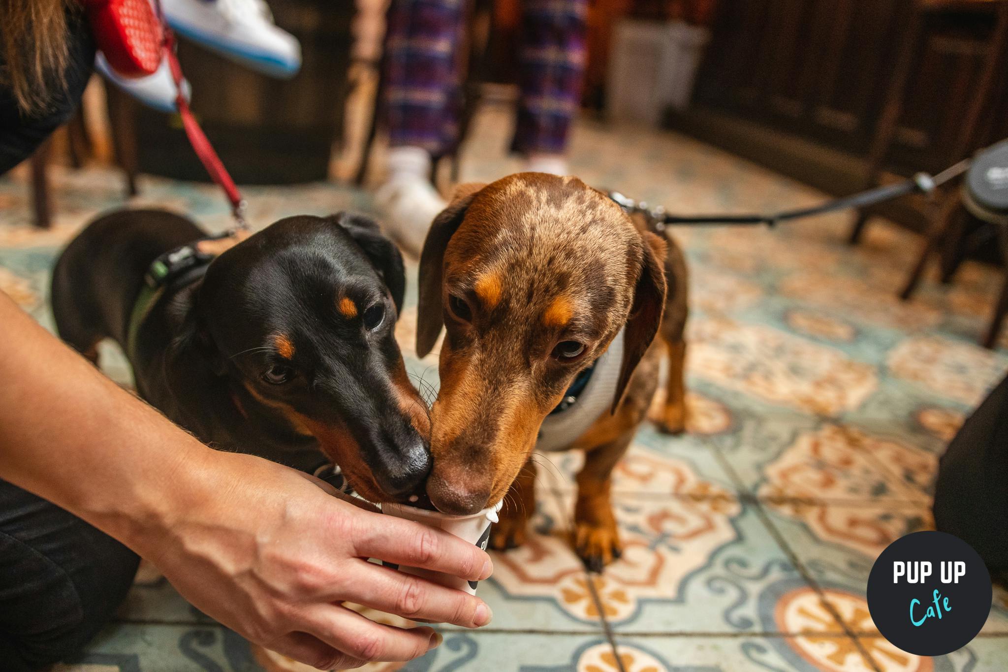 Edinburgh to host Dachshund Pup Up Cafe!