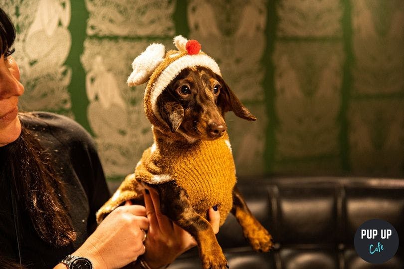 CHRISTMAS Pup Up Cafe Comes to Liverpool!