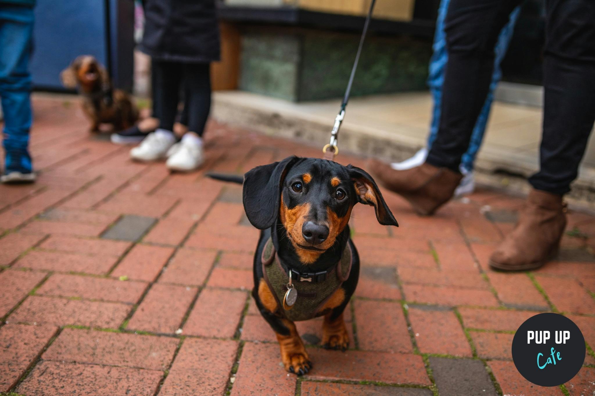 Pop up sausage dog party for pooches and their owners is happening in Leeds