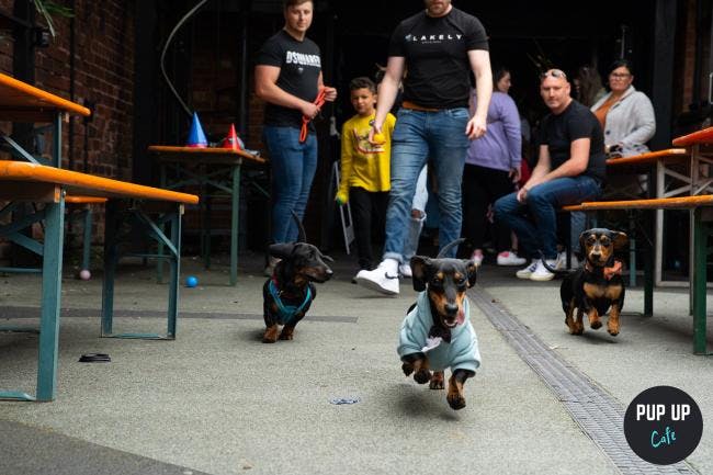 The Dachshund Pup Up Cafe is returning to the Revolution Bar in Southend!