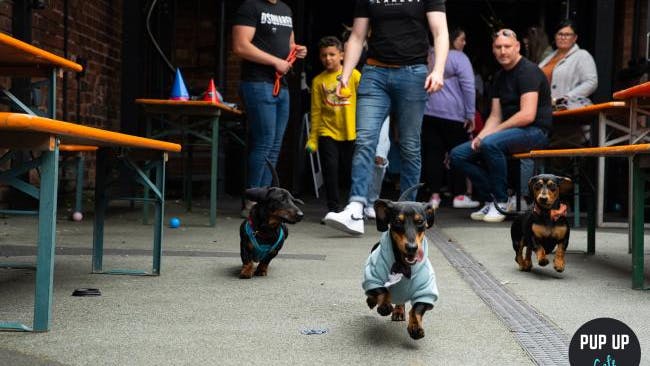 The Dachshund Pup Up Cafe is returning to the Revolution Bar in Southend!