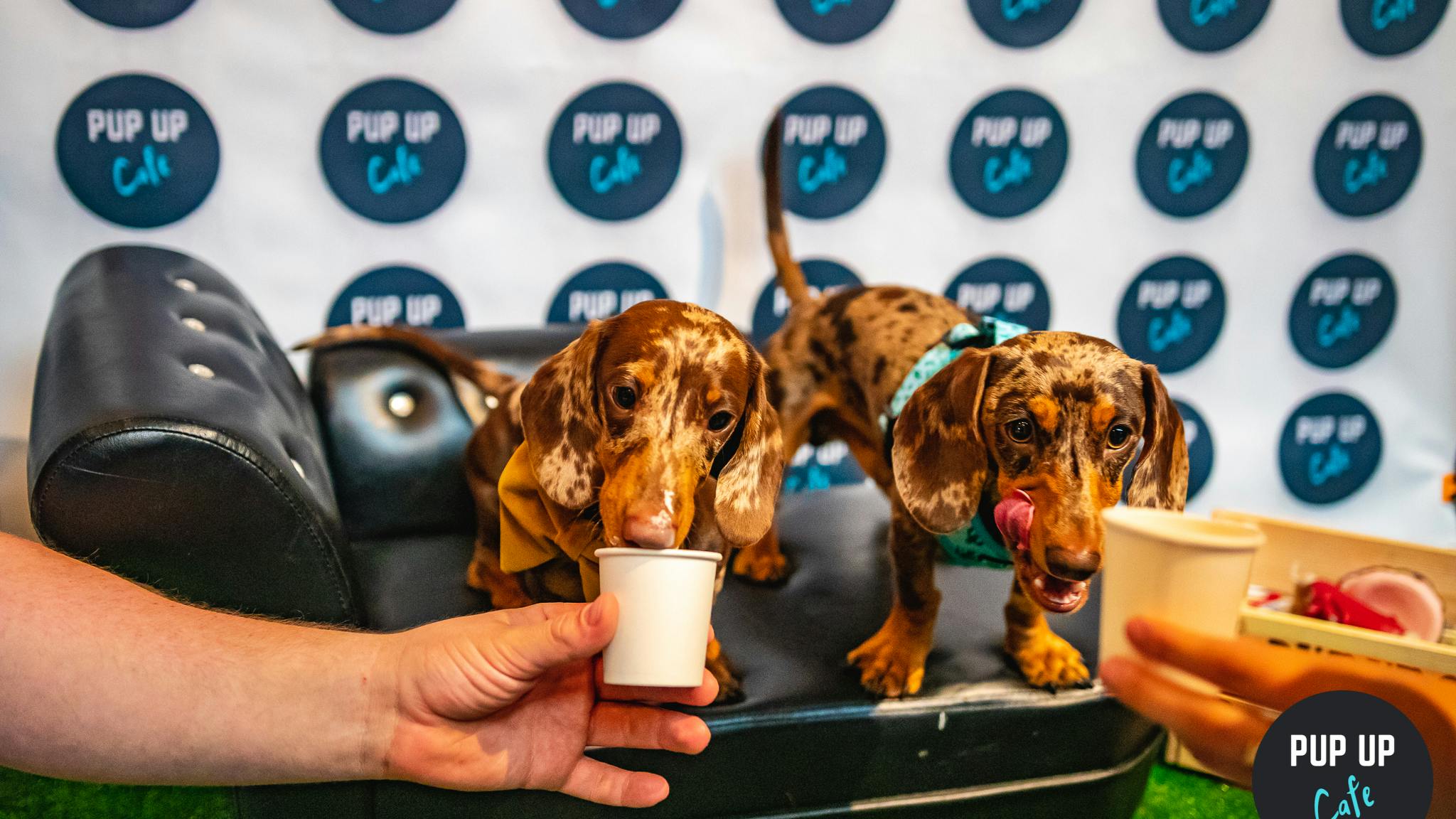 Bristol to host first Pup Up Cafe of 2022!