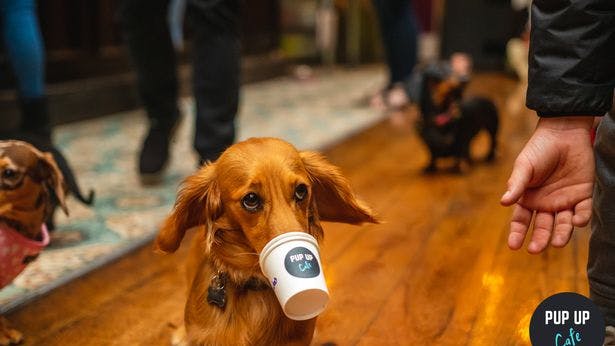 Pup Up Cafe coming to Cambridge this weekend