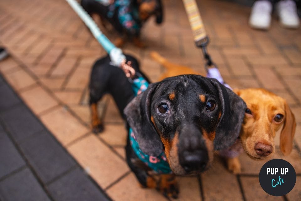 Pop up Sausage dog cafe coming to Sheffield