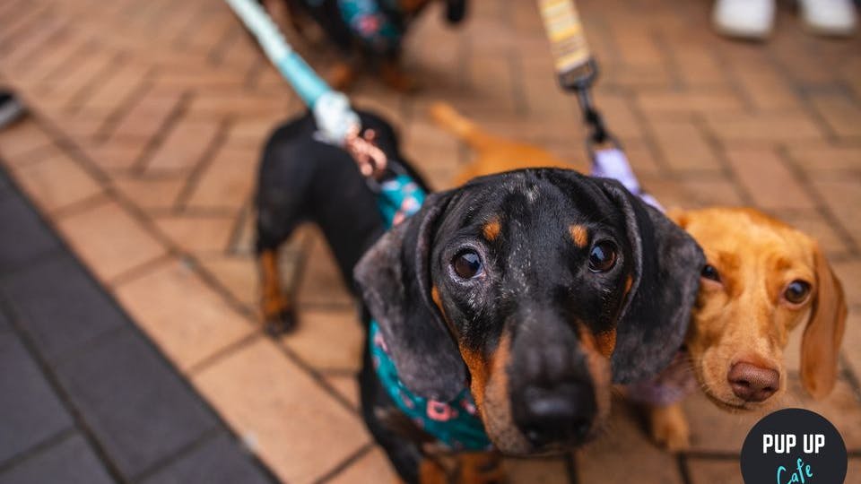 Pop up Sausage dog cafe coming to Sheffield