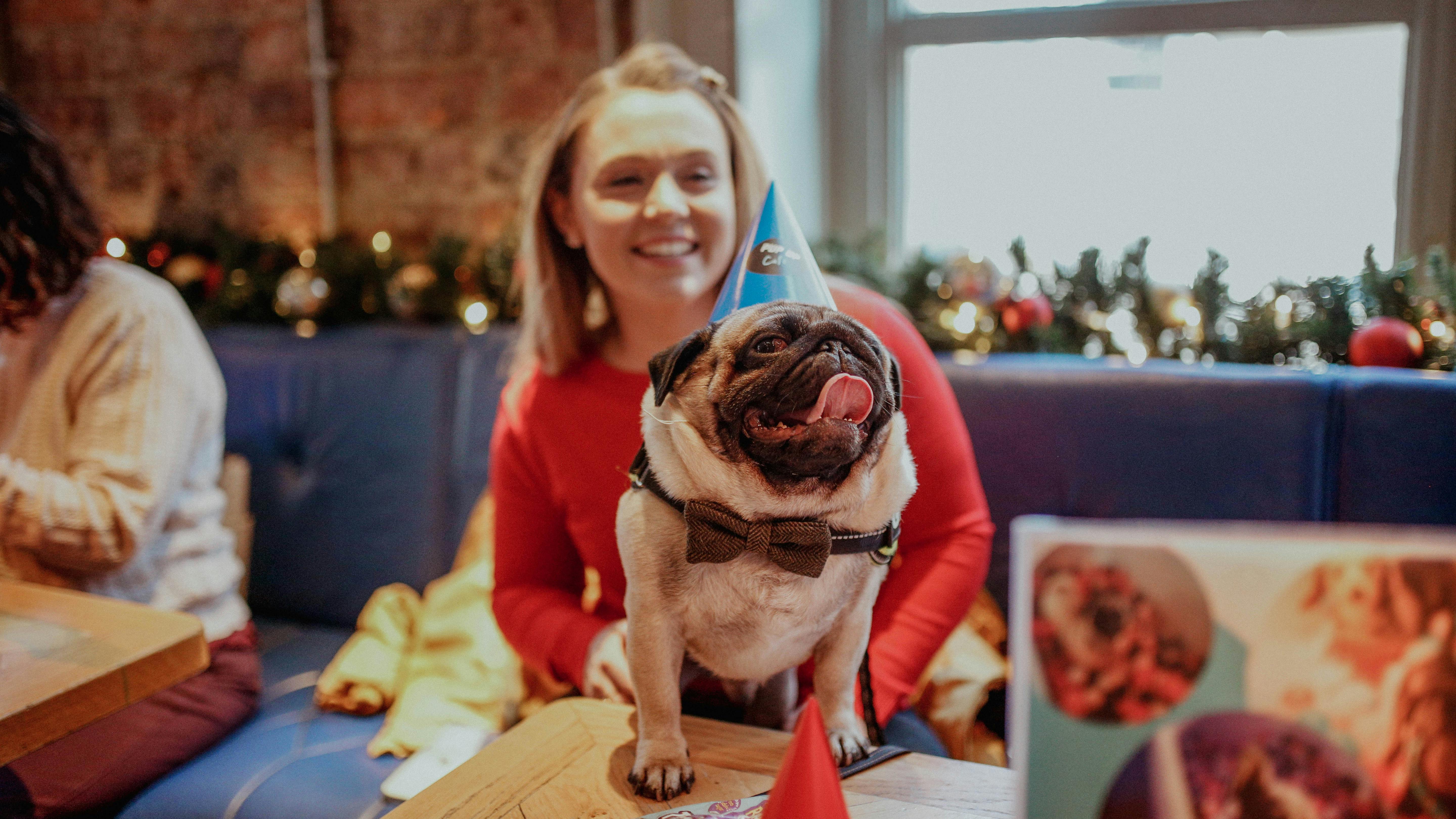 Pup Up Cafe for Frenchies and pugs coming to Liverpool city centre