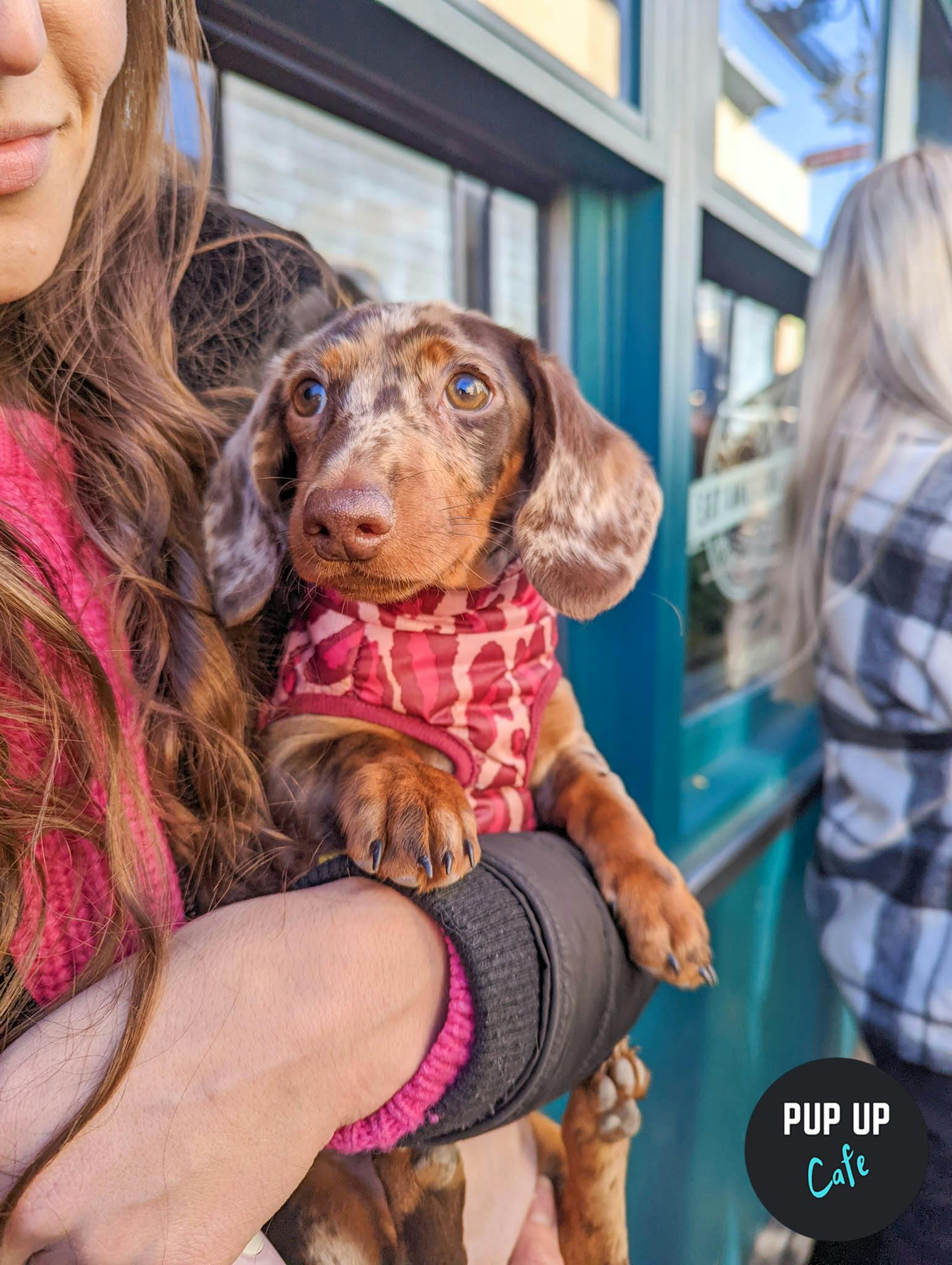 Cambridge Live Visits Pup Up Cafe and it was ‘love at first sight’!