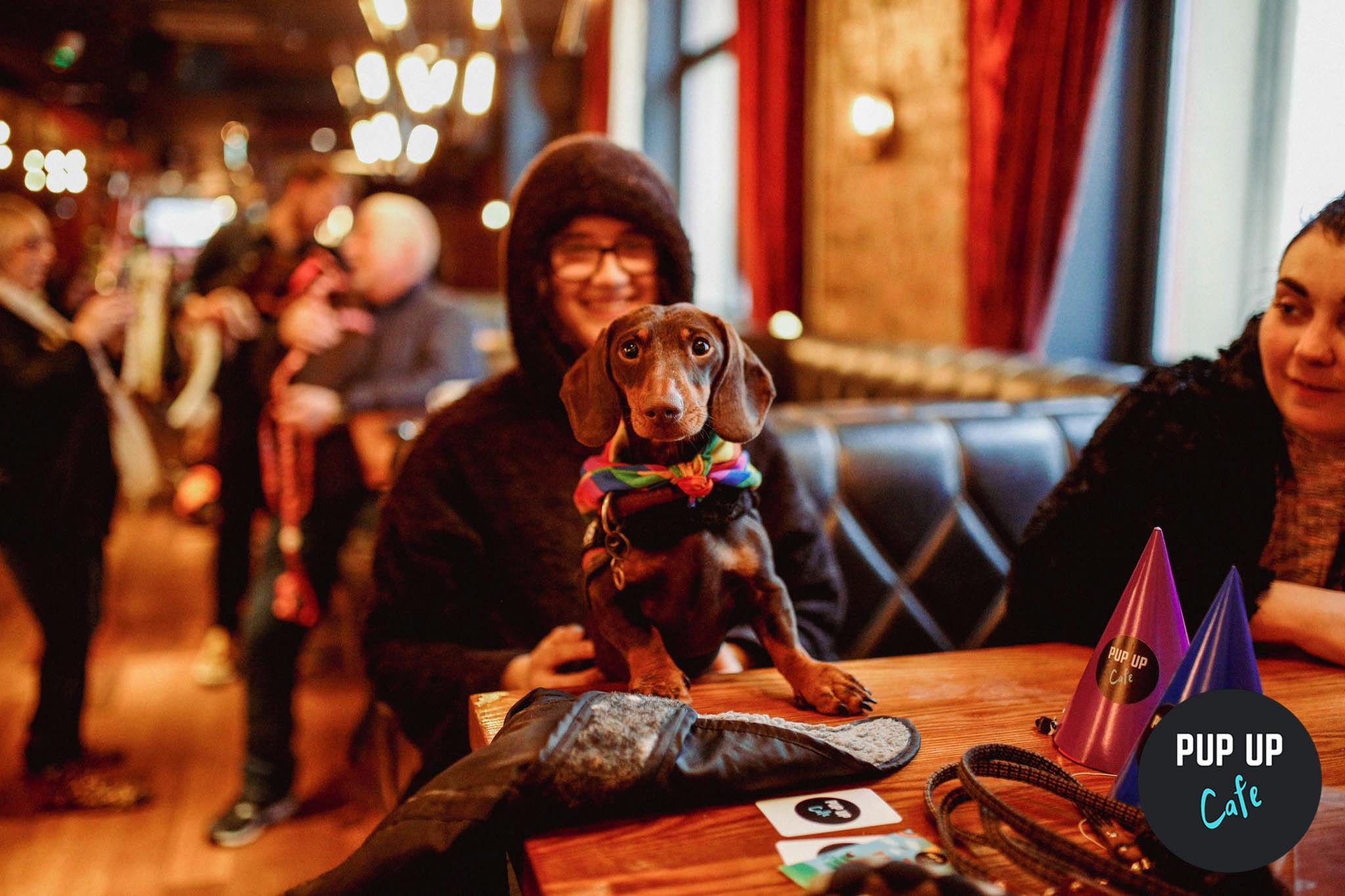 Much loved sausage dog cafe returning to Liverpool on Easter Sunday!