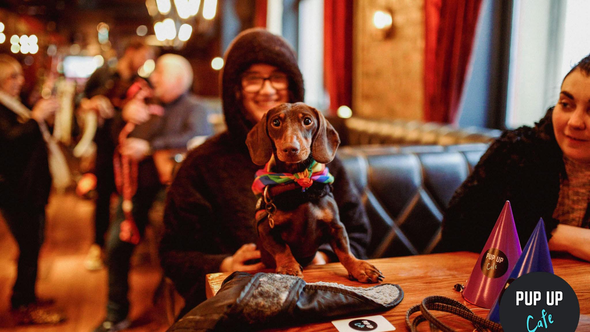 Much loved sausage dog cafe returning to Liverpool on Easter Sunday!