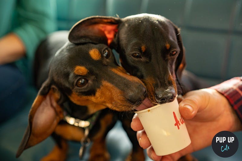 More than 200 Dachshunds to attend Easter Pup Up Café in Putney