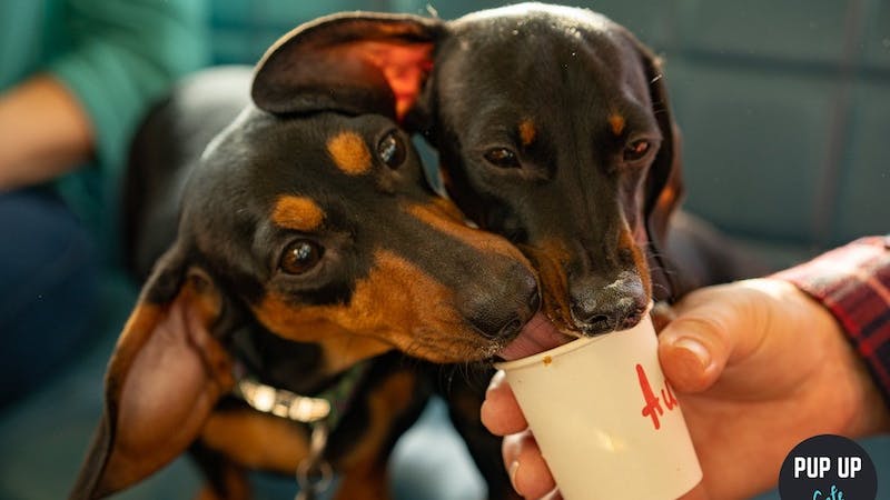More than 200 Dachshunds to attend Easter Pup Up Café in Putney