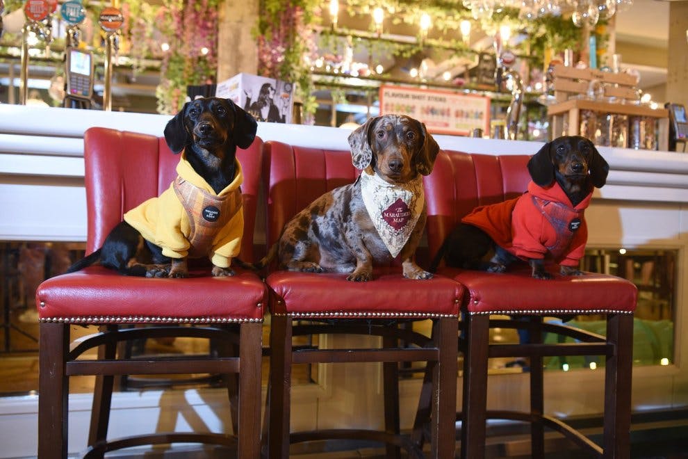 Dozens of dogs enjoy treats and ‘puppuccinos’ at Pup Up Cafe in Blackpool