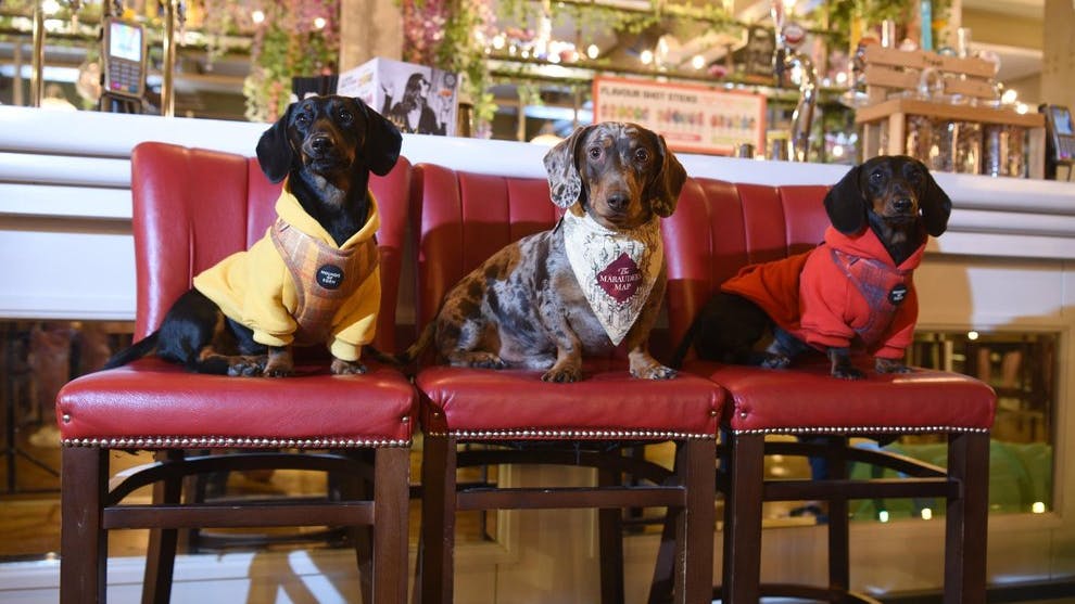 Dozens of dogs enjoy treats and ‘puppuccinos’ at Pup Up Cafe in Blackpool