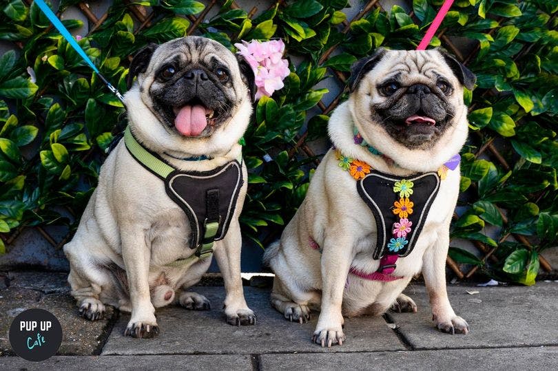 Pug owners assemble – the Pup Up Cafe is coming to Blackpool